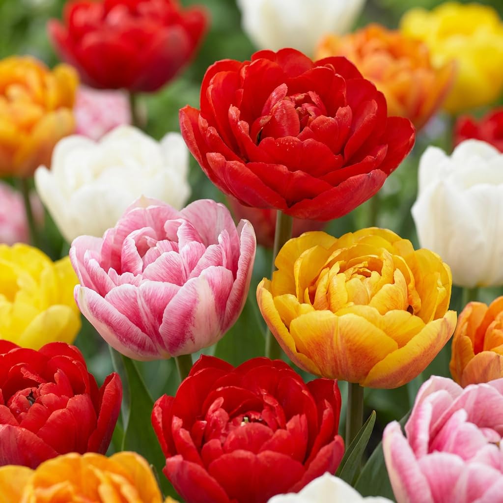 Green boutiQ - 60x Tulipa Double mix - Tulipe double en mélange - Divers - Floraison printanière - Calibre 11/13