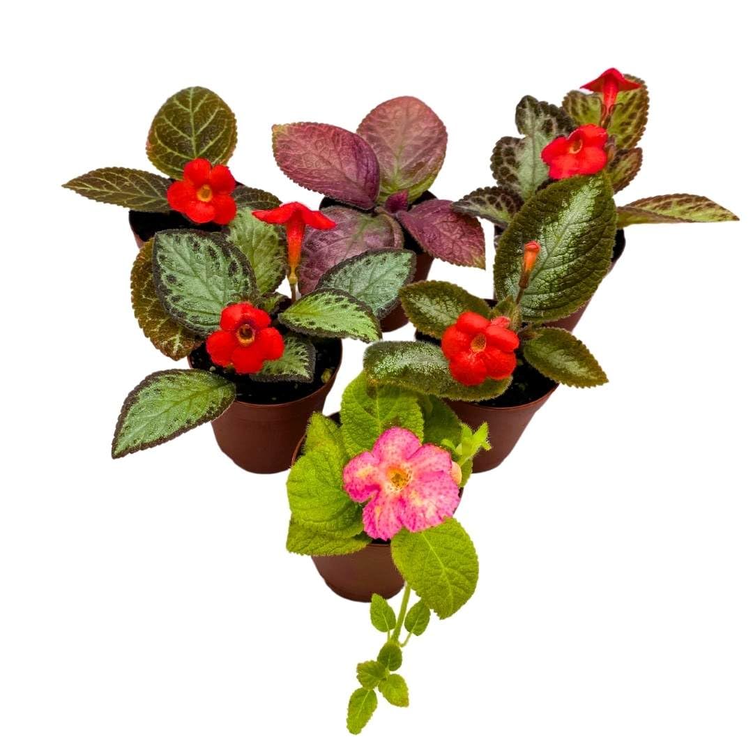 Harmony's Flame Violets Episcia Mix