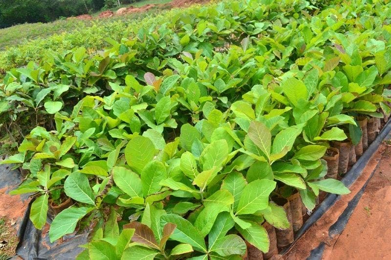 Natura GreenHouse Teak Wood Live Plant (Sagwan, Treated Teak Plant) for Planting(1 Healthy Live Plant) (B0CJTKCYB4) Amazon Price History, Amazon Price Tracker