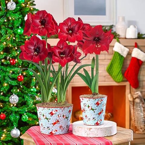 BRECK'S - Miracle Amaryllis Single Holiday Gift Kit in Decorative Snow Pals Pot - Pre-Planted Amaryllis Bulb in a Decorative 6 inch Diameter Pot Cover