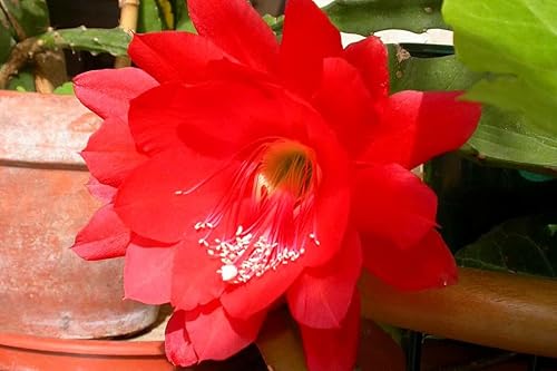 Miniatura 4 de 1 cactus orquídea Epiphyllum rojo sin raíz, 6 a 9 pulgadas de alto, planta suculenta, sin raíz, no planta