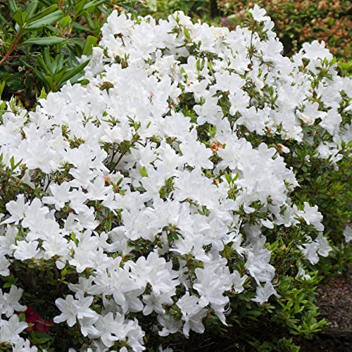 Colourful Garden Shrub White Azalea Japonica Evergreen Plant Supplied in 2L Pot