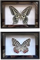 Vista 32 de 2 piezas enmarcadas de mariposa real, espécimenes de mariposa de taxidermia en marco, colección de insectos, decoración de escritorio para el hogar