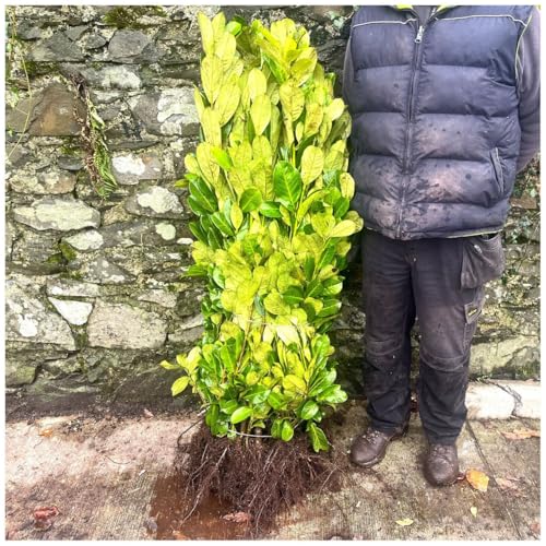 3 Cherry Laurel Hedging 2-3ft Tall Evergreen Plants Bare Root Multi Stem A Grade 3fatpigs®