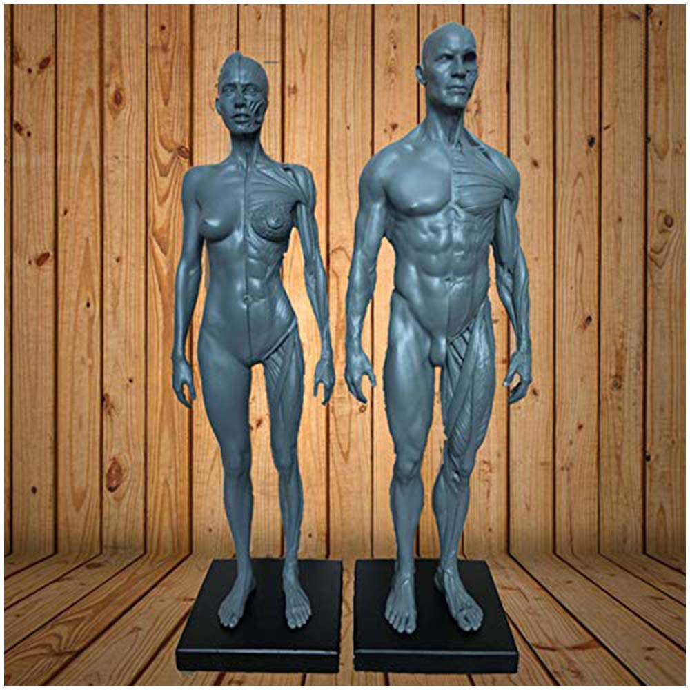 Sjdopulse Women's A & Male Natomy Figure - Human Natomical Muscle Bone Model - Resin Mterial Human Natomy Figure Model - For Medical Rtist Drawing Study (A)
