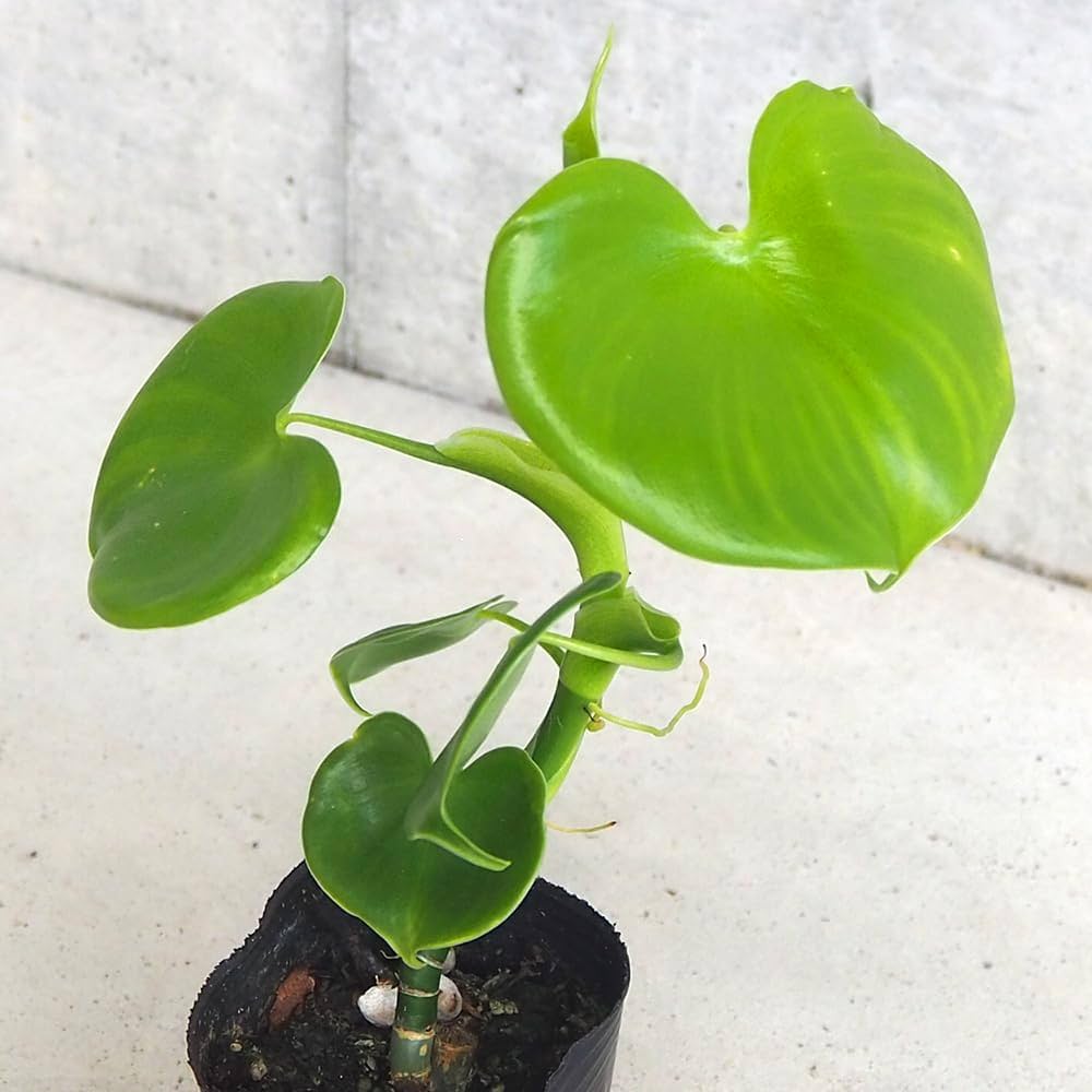 Amazon｜ITANSE フィロデンドロン・グラジリアエ