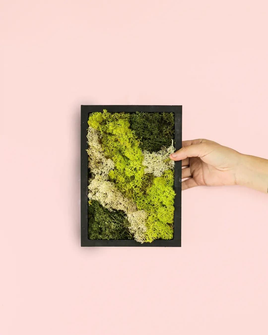 Jardín Vertical Mini | Musgo Natural Preservado | Pur Plant