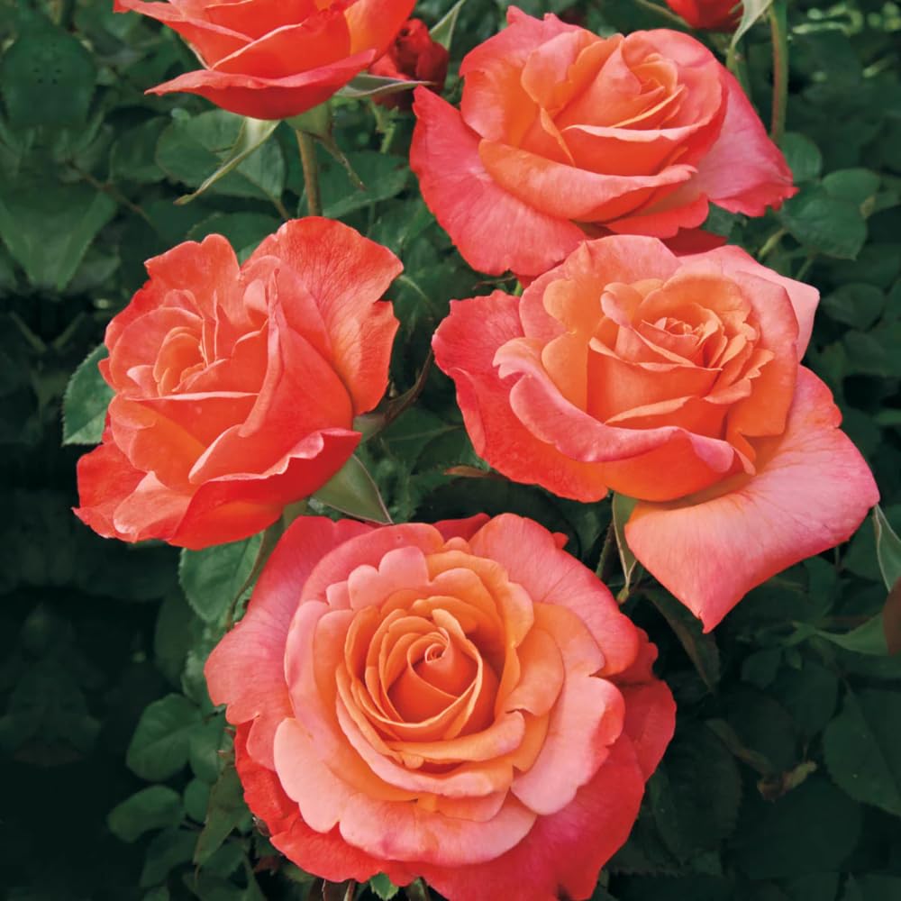 Amazon.com : Rose Plant Live, Hybrid Tea Rose Bush Live Plant, 5-9
