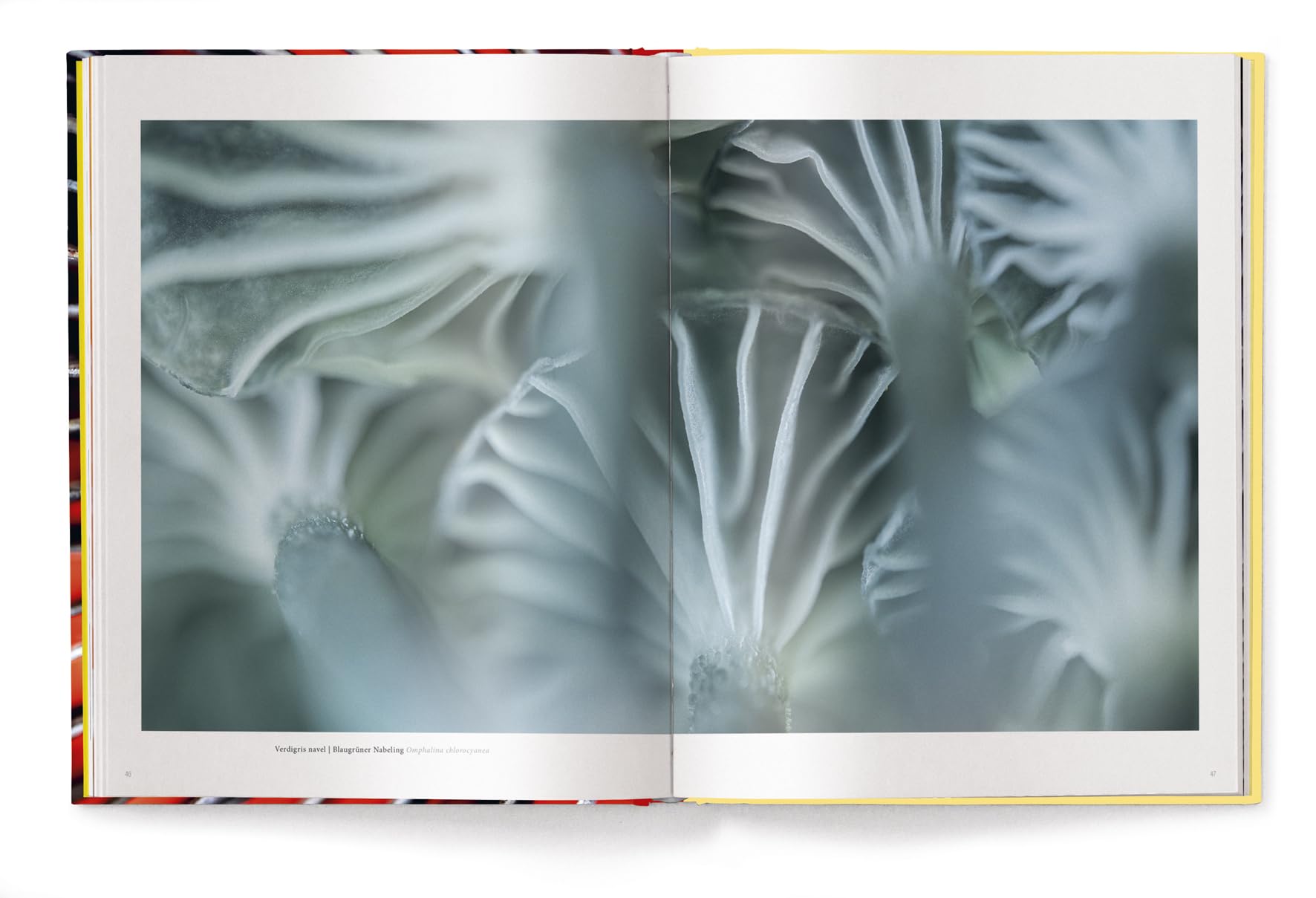 Wonderland: The Secret World of Mushrooms