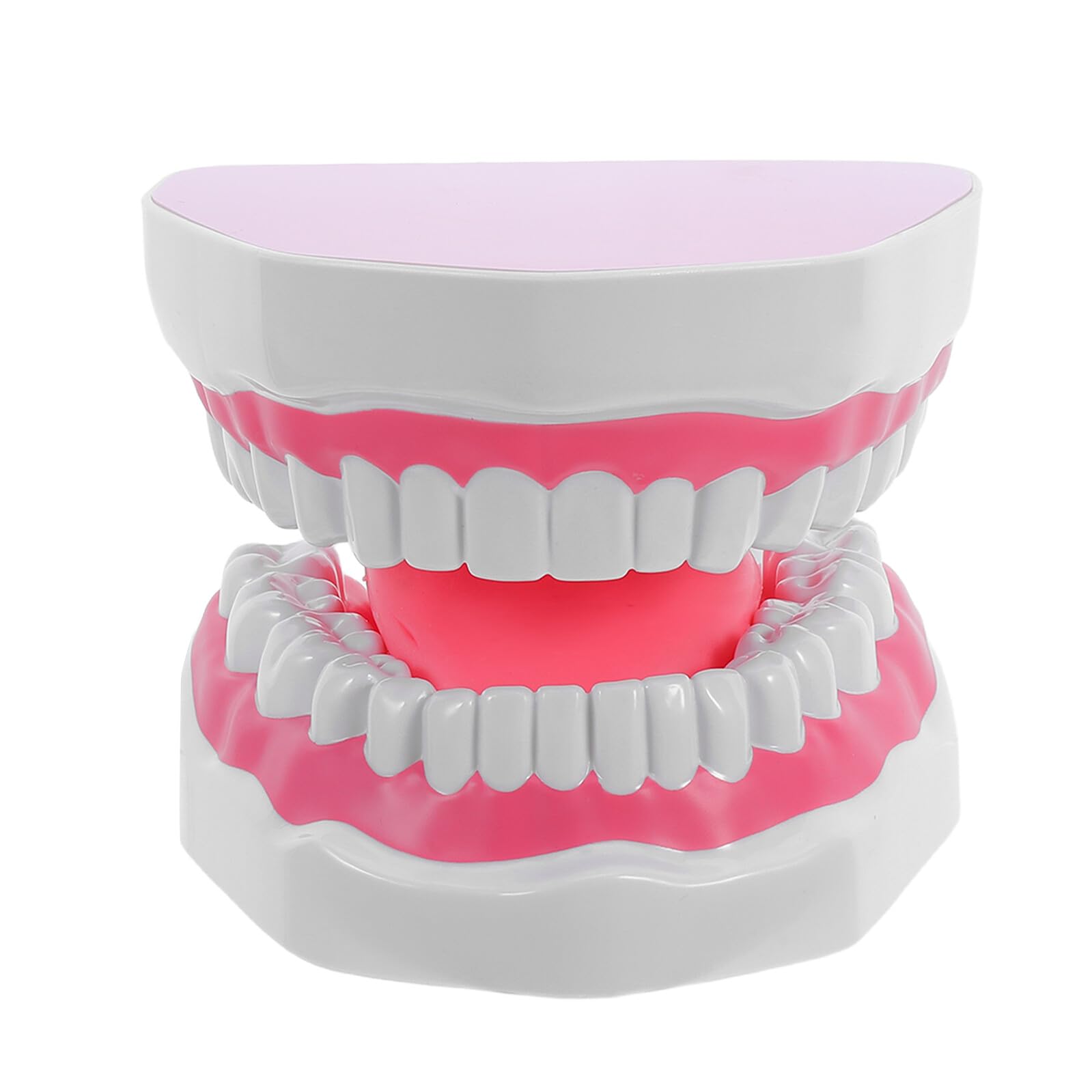 Mikinona Modello Denti Igiene Orale Ingrandito in PVC Durevole per Formazione e Studio Professionale Cura Educativa