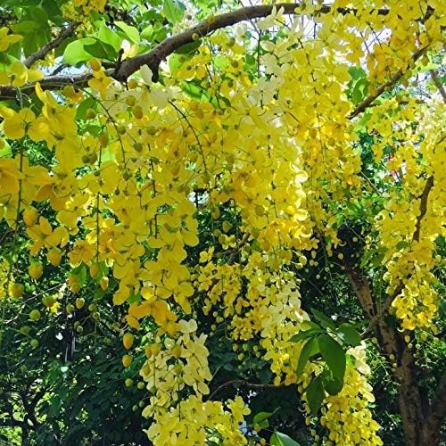 Golden shower Tree, Bahava Golden Shower Tree, Amaltas- Plant Garden Live Plant Nursery Indoor Outdoor Living Plants (B0CFR7Y6BX) Amazon Price History, Amazon Price Tracker