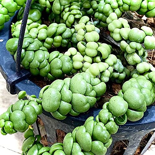 Amazon | おしゃれ 観葉植物:ディスキディア ドラゴンジェイド Amazon | おしゃれ 観葉植物:ディスキディア ドラゴンジェイド