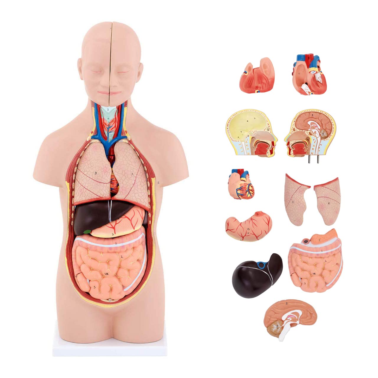 Anatomiczny Model Ludzkiego Tułowia, 48 Cm, Montaż Narządów Wewnętrznych, Medyczny, Model, Realistyczny Tułowi, Unisex, Z Codestalem, Lekcja Edukacyjna Dla Dzieci