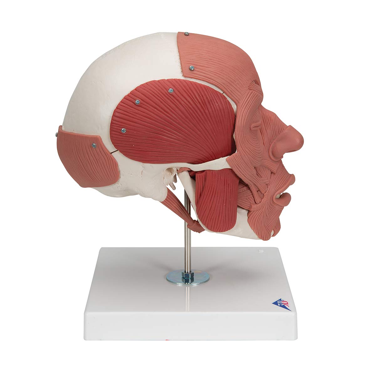 3B Scientific A300 Skull with Facial Musculature - 3B Smart Anatomy