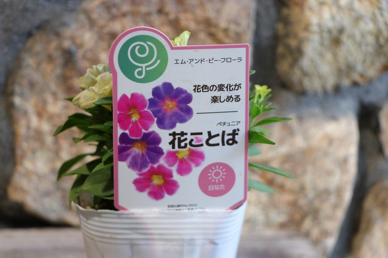 Amazon.co.jp: ノーブランド品ペチュニア花ことば3.5号ポット苗3株