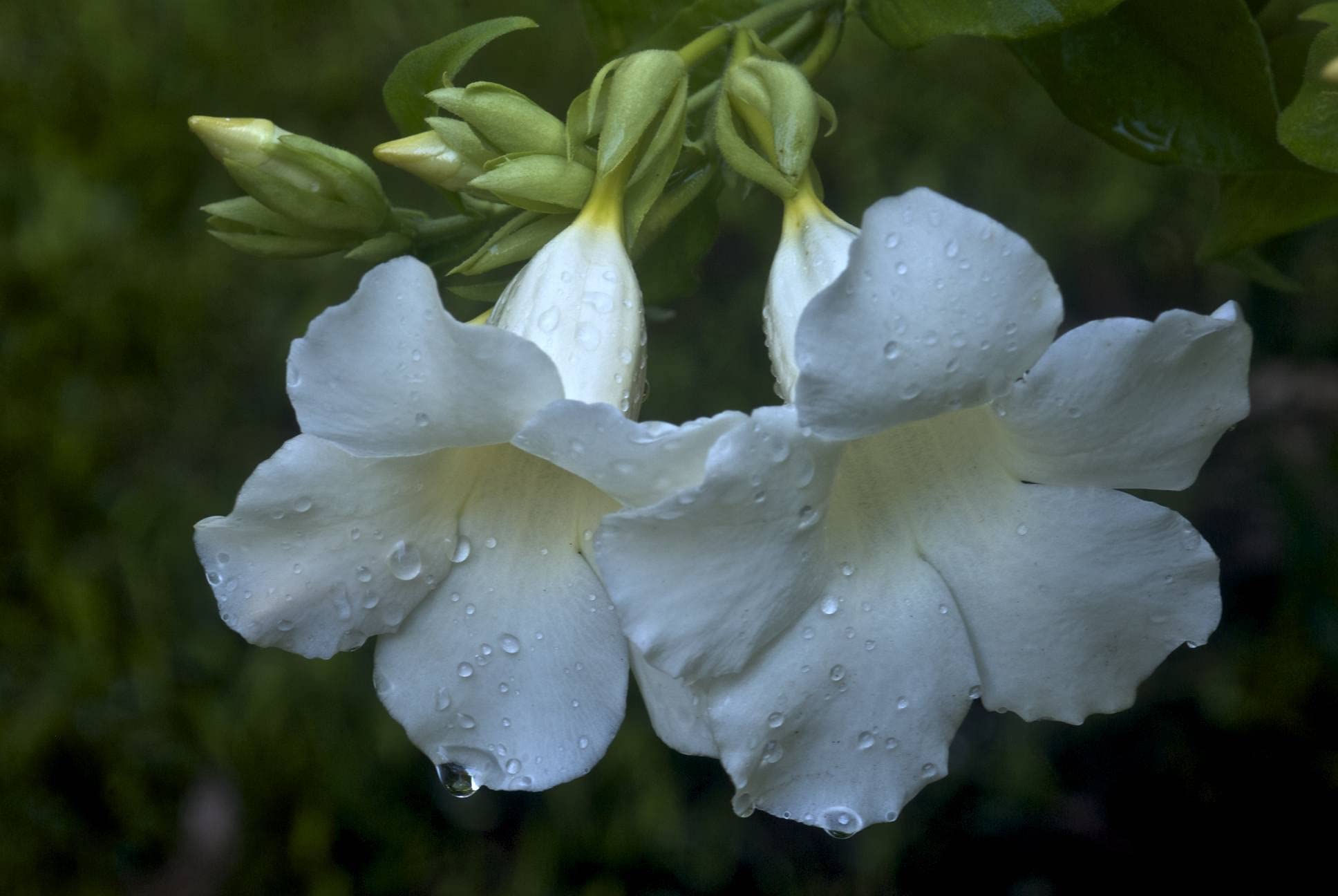 See full amazon price history chart for Entacloo_Thunberjia Plantwhite Allamanda/Thunbergia Erecta/white trumpet Vine evergreen wine/white Skyflower Entacloo_Thunberjia Plantwhite Allamanda/Thunbergia Erecta/white trumpet Vine evergreen wine/white Skyflower (B0B5N3HTW7) Amazon Price History, Amazon Price Tracker