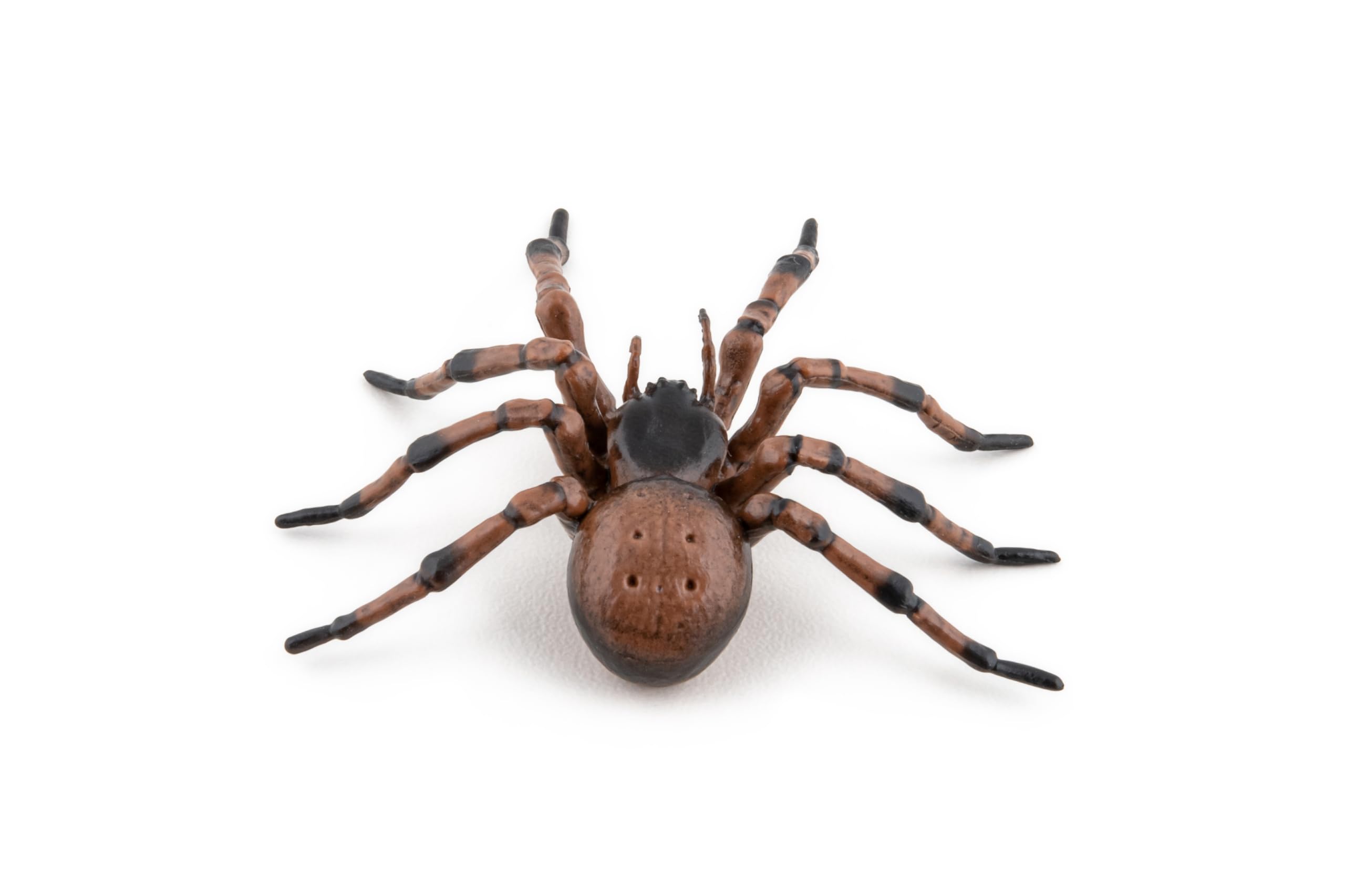 Amazon.com: Papo - Hand-Painted - Figurine - Common Spider - 50292