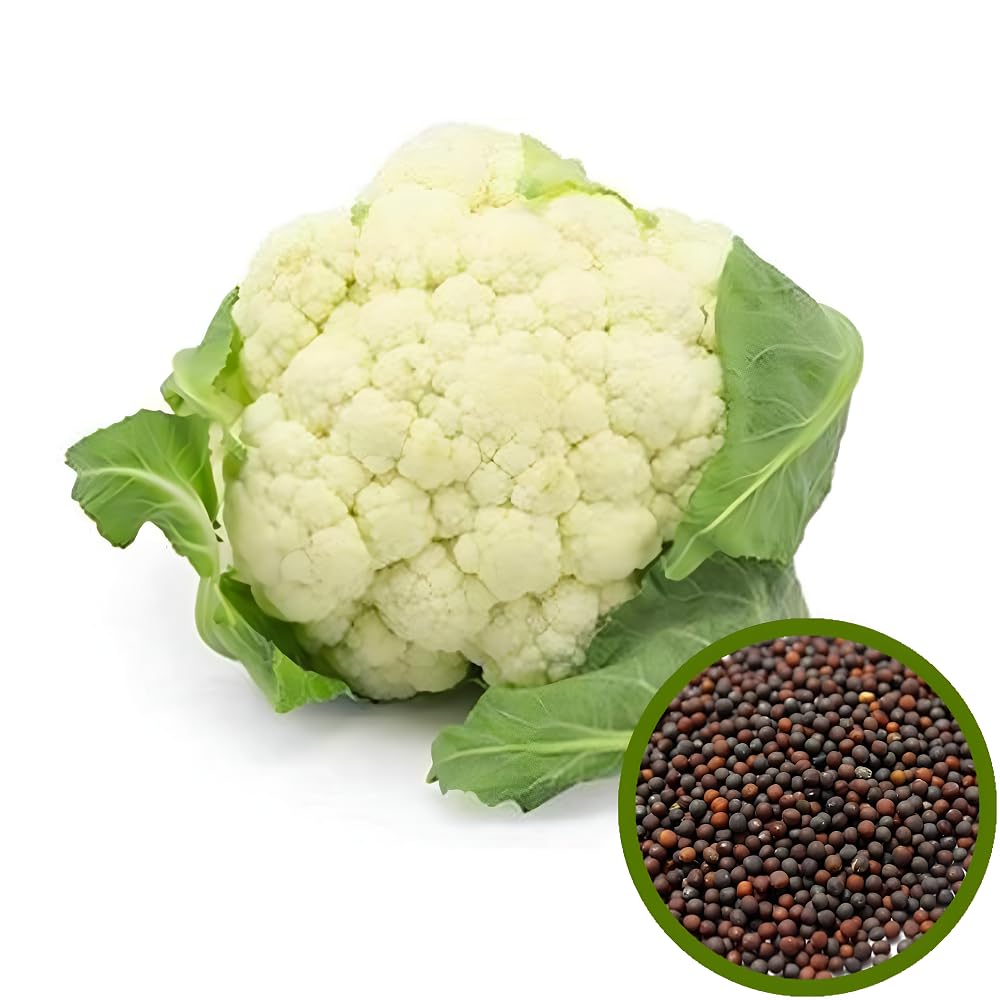 Go Garden Organic Cauliflower Seeds/Gobhi Seeds - Abundant Harvest, Seeds Sow and Grow Fresh Healthy Seed in Your Garden Perfect for Home & Terrace Gardening (B0CQKGMHYD) Amazon Price History, Amazon Price Tracker