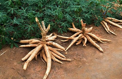 Sweet Yuca Cassava, 4 Cuttings Manihot Esculenta, Root Sticks Plant Tubers Bulk Flower Plant Perennial Can Grow Well in Flower Pots