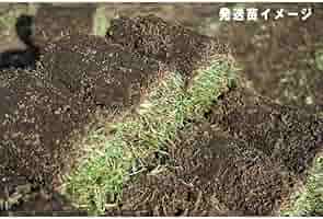 Amazon.co.jp: ロールターフ（切芝） 「センチピードグラス