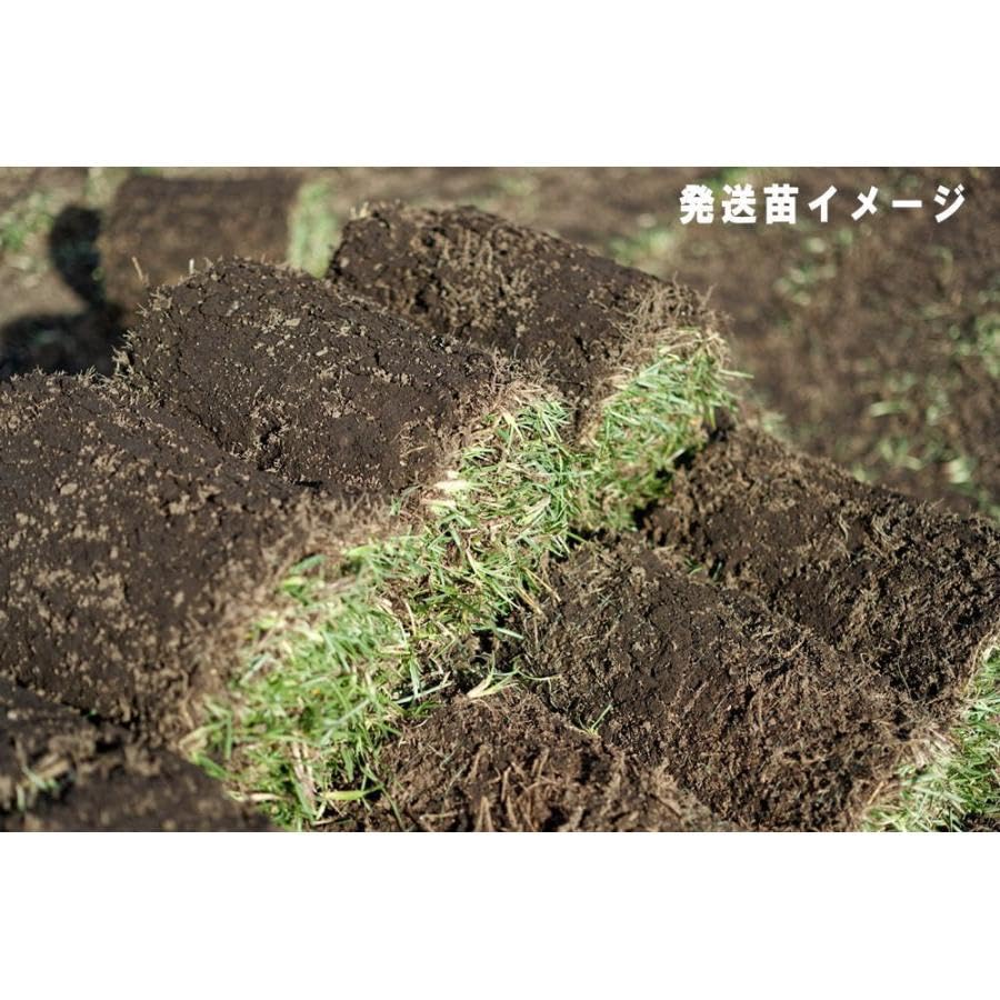 ティフブレア　ピット苗 240本　(240マス分) ティフブレア ピット苗 240本 (240マス分)