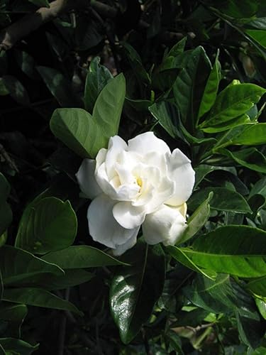 Vista 2 de Everblooming Gardenia Jasminoides 'Veitchii' - 10 plantas vivas - Hermoso arbusto floreciente fragante