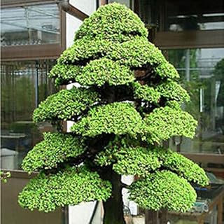 Seeds Hot 5 Pack / 50pcs Sacred Japanese Cedar Semillas Bonsai Seeds Easy to Plan Bonsai House Decoration of The Garden Minicape Seeds: Only Seeds
