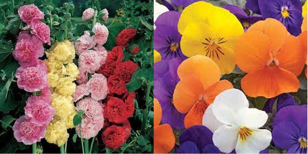 Seedscare Super Winter Flower Seeds- Hollyhock and Pansy (2pkts/40+ Seeds Each) (B01GJVEE7I) Amazon Price History, Amazon Price Tracker