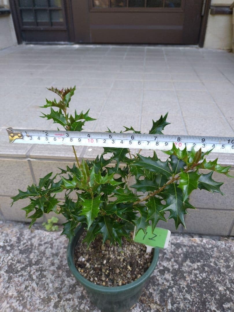 Amazon.co.jp: 葉っぱもりもり 京都北山天然ヒイラギ柊の苗 : DIY