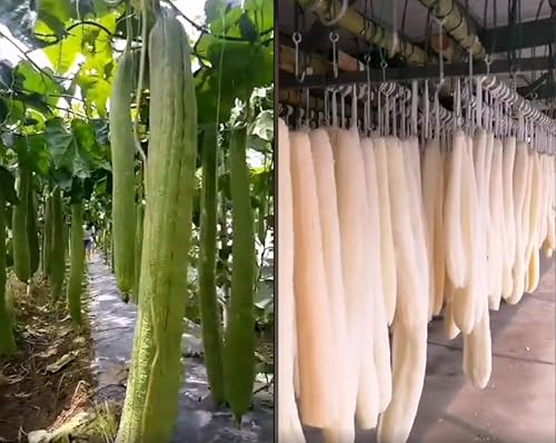 Miniatura 3 de Esponja de esponja natural para ducha, exfoliantes corporales, esponjas orgánicas para el cuidado diario de la piel, baño y spa (paquete de 3)