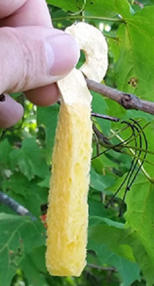 WHITETAIL'R Whitetailr SwellWICK Scent Wicks (4 Pack) : Sports & Outdoors