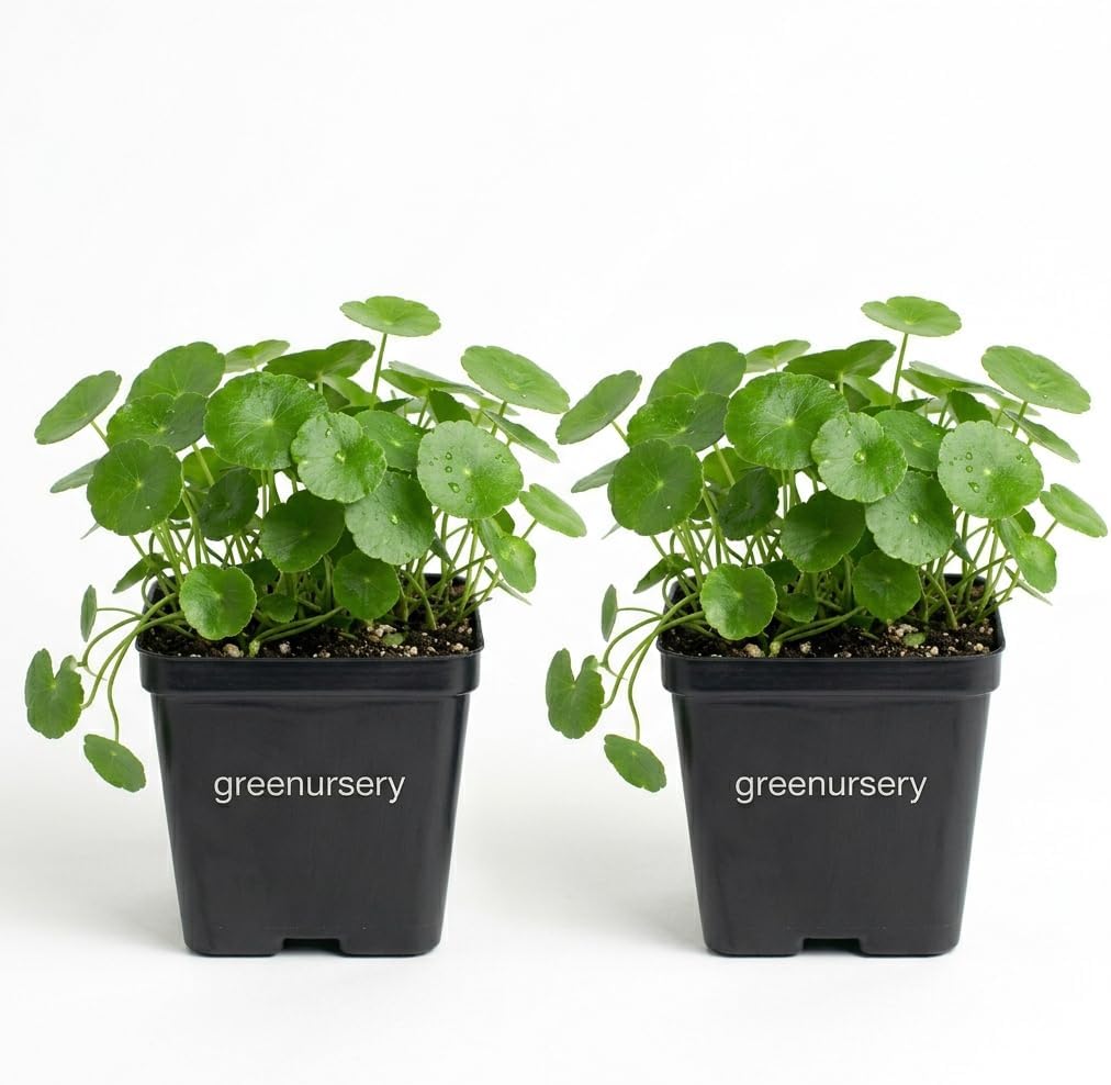 Greenursery Water Pennywort Indoor Plant for Home and Garden with Pot (Pack of 2)