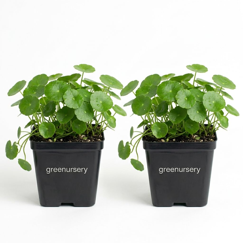 Greenursery Water Pennywort Indoor Plant For Home and Garden with Pot (Pack of 2)-picture-32