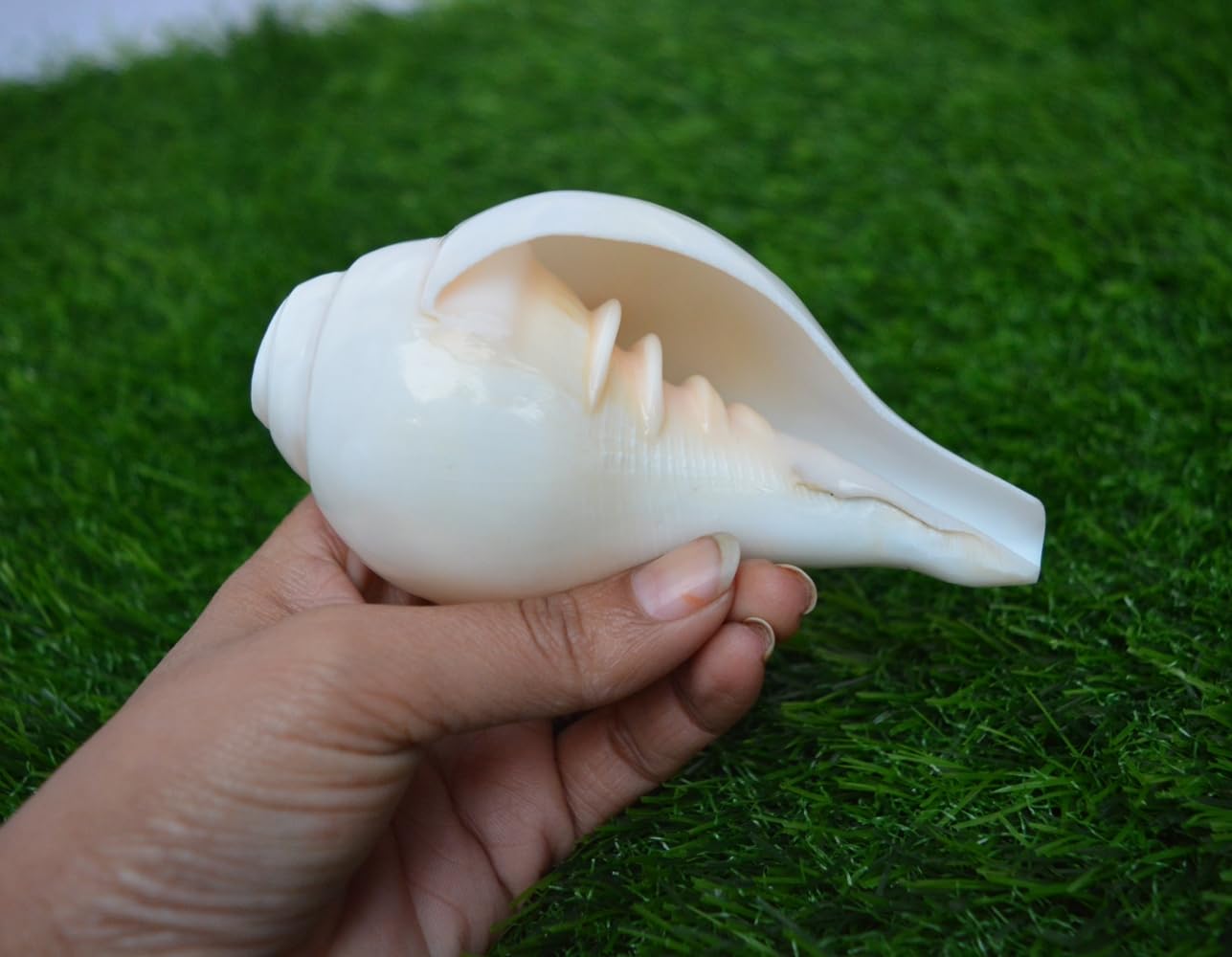 P.Shankha (白法螺) pup Amazon.com: Natural White Pooja Blowing Sound Shankh for Worship
