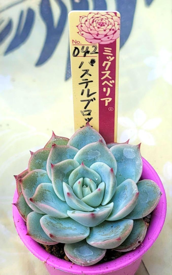 おらいさんのパステルブロッサムの札のみ パステルブロッサム札付き抜き苗ミックスベリアおらいさん苗多肉植物