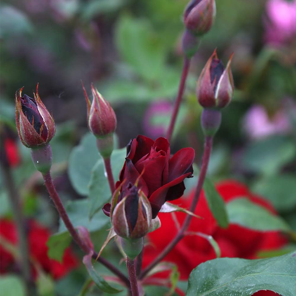 Heirloom Roses Rose Plant - Black Ice Red Rose Bush, Shrub Live Plant for Planting Outdoors