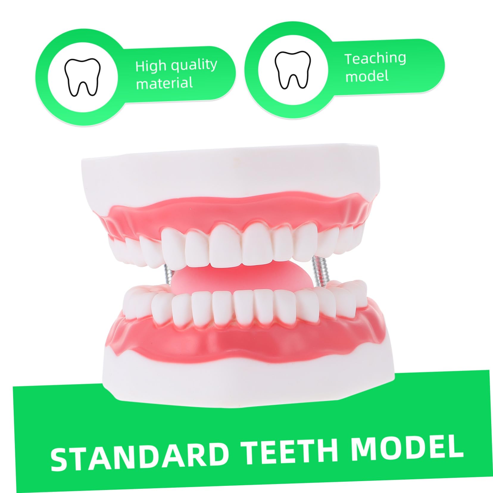 Modello Dentale per Ragazzo Ragazza in Pvc Bianco 6x con Spazzolino | Ausilio Didattico Educativo, Comunicazione Genitore-figlio, Forma Creativa