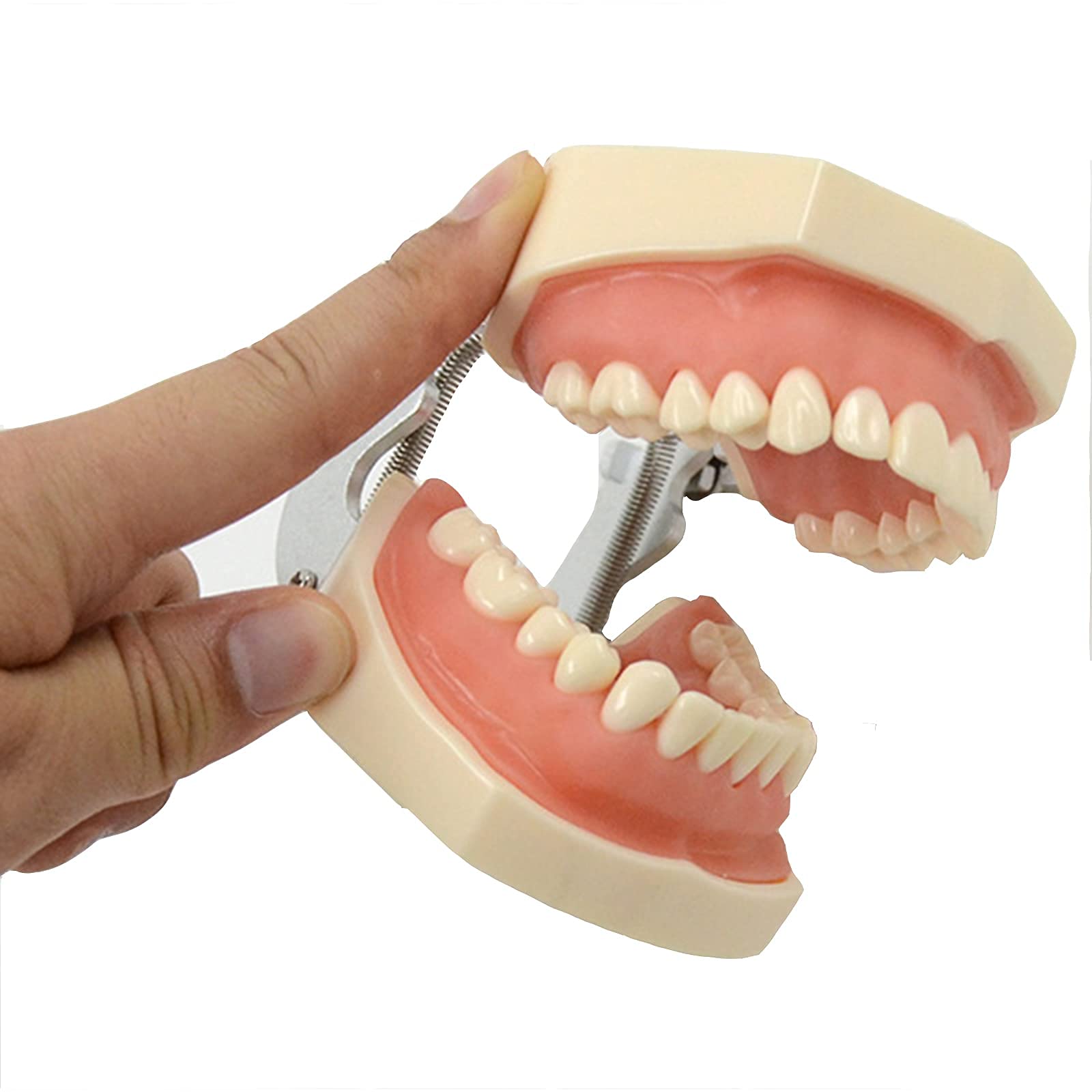 Modello di Denti Standard Dentali, 28 Denti con Istruzione dei Denti Inferiori Rimovibili, Modello di Insegnamento di Cura Dentale per Bambini, Modello di Dimostrazione Standard Adulto
