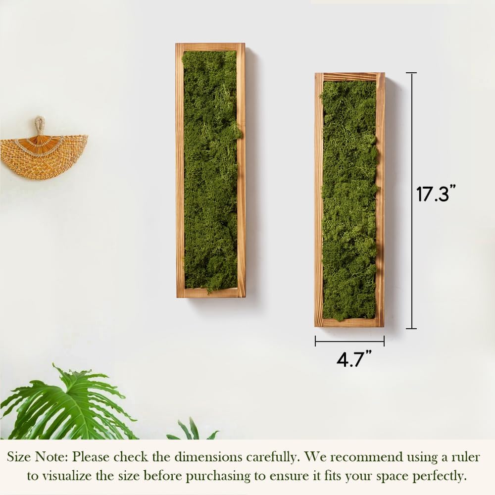 Condition photo showing As Is for mokof preserved moss wall art decor, moss green, 17.3in, 2 pack moss green - 2 pack 17.3in