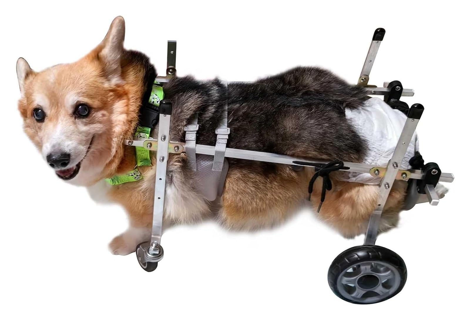Fauteuil roulant pour chien et chat pour retrouver les balades
