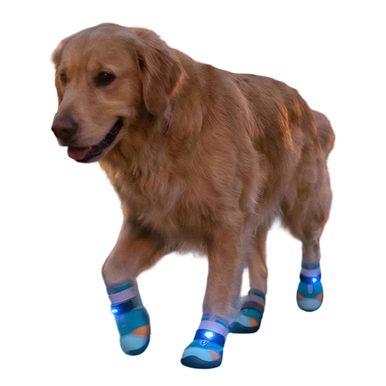 Chaussures lumineuses pour chats pour la promenade sur asphalte chaud en été