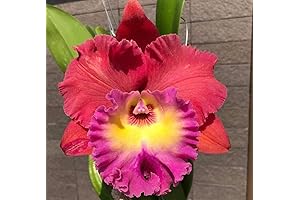 RLC Siam Magic Cattleya Potted Orchid with Exotic Purple to Pink Bloom from Hawaii