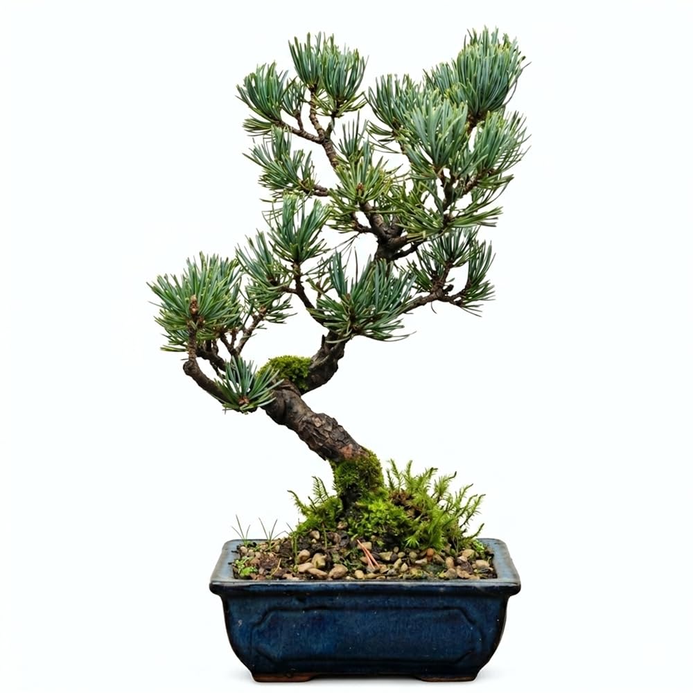 KENTIS – Bonsai Pinus Parviflora Pentaphylla, in Japan gezogen – Weymouth-Kiefer – Echte Freilandpflanze – 16 cm Keramiktopf (16 cm Keramikvase, Pinus Parviflora Pentaphylla Bonsai)
