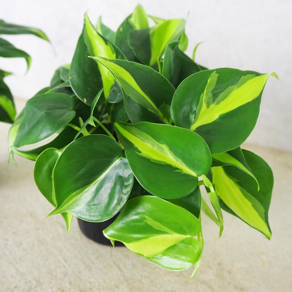 在庫］【希少】アロエ ラモシシマ 幹立ち 8号 観葉植物 レア