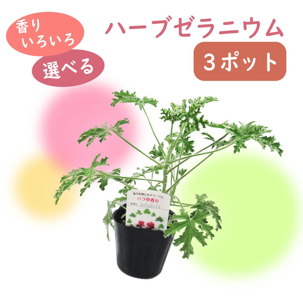 Amazon.co.jp: 【 ハーブ 】 ハーブゼラニウム 苗 【 レモン 】【 3株