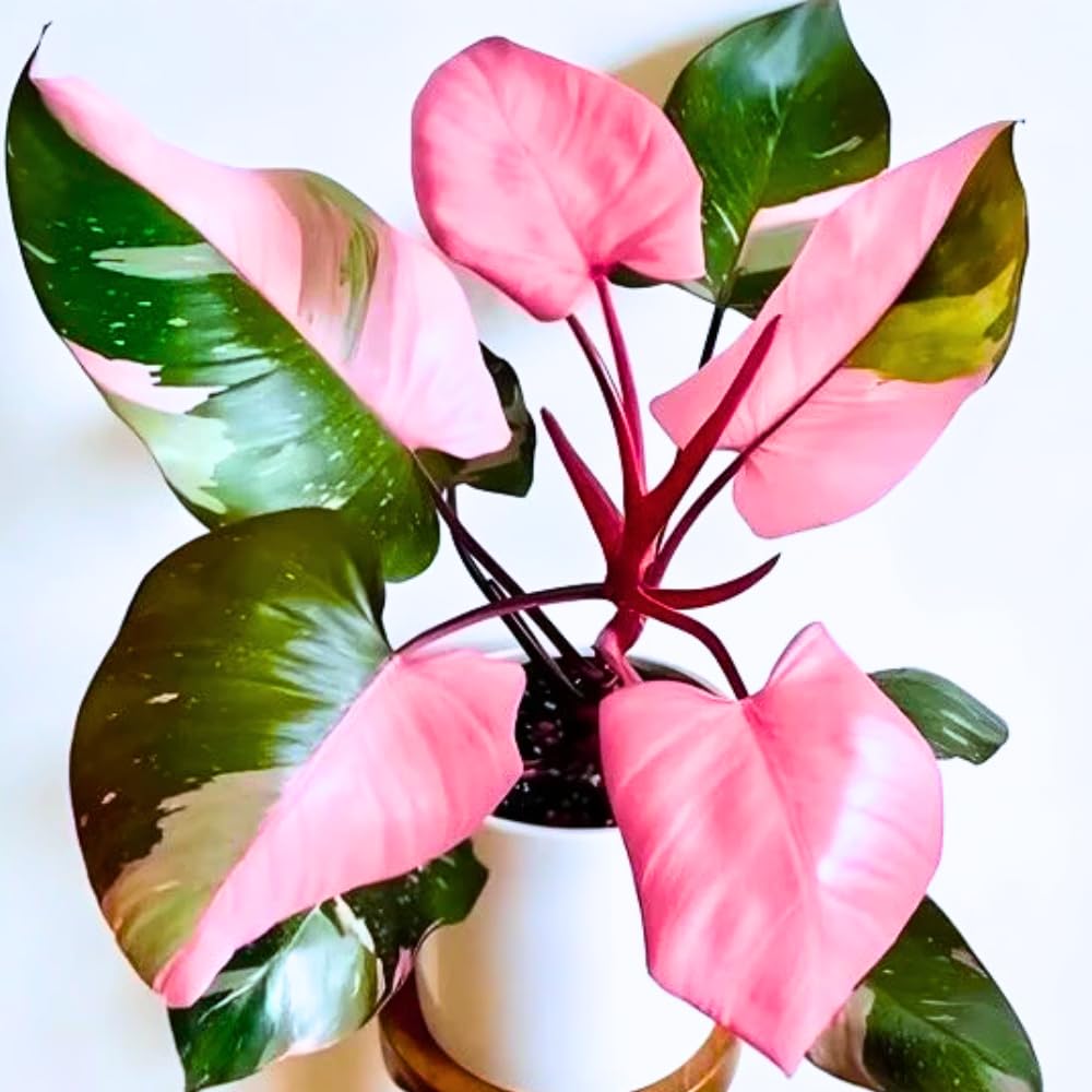 AKTRD Pink Philodendron Plant