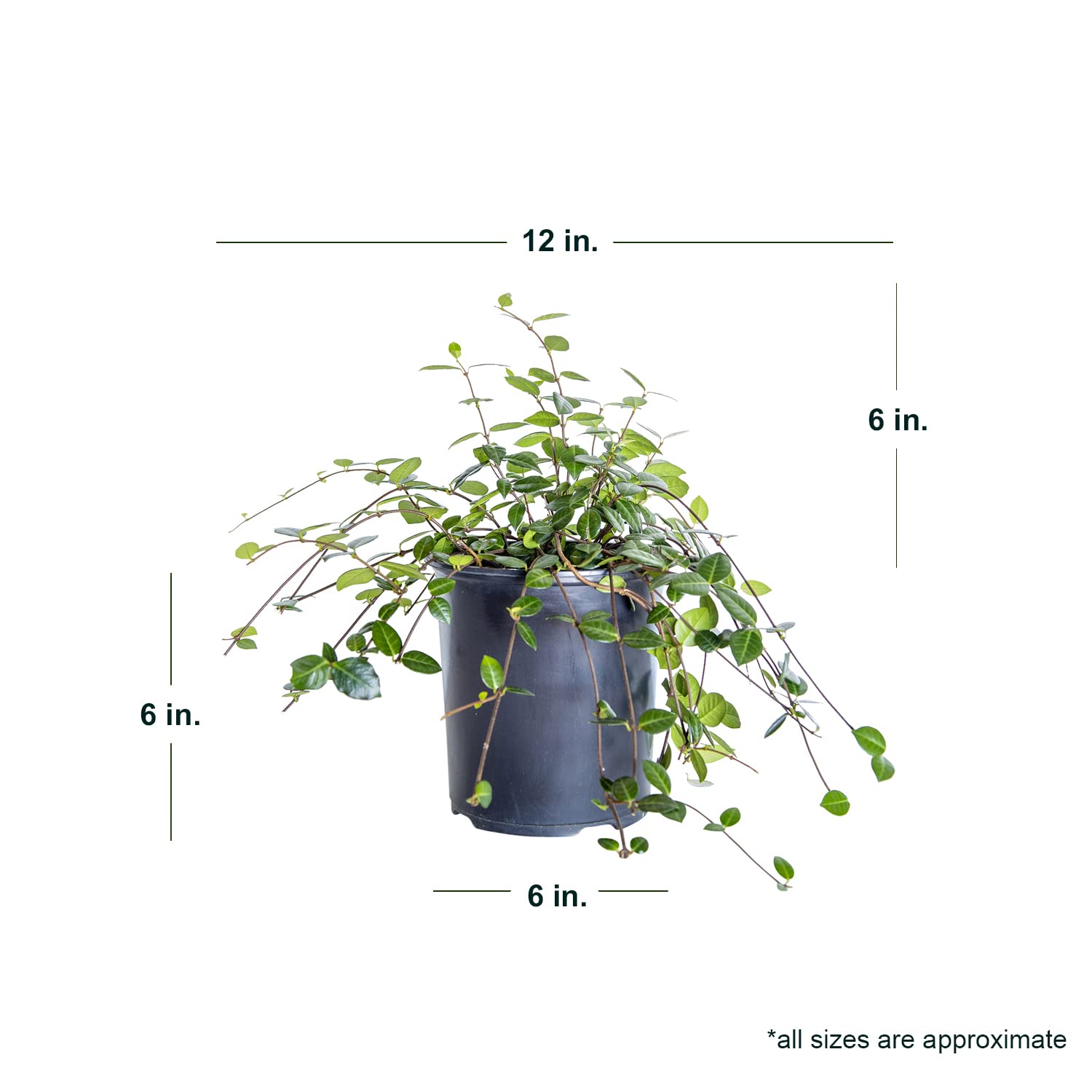 Amazon.com : Asiatic Jasmine (2.5 Quart) Minima Live Real Plant