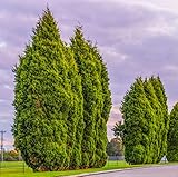 50 Leyland Cypress Trees - 6-12'' Tall Live Plants - Fast Growing Privacy Screen Seedlings - Evergreen Hedges - Cupressus x leylandii - (50 Pack)