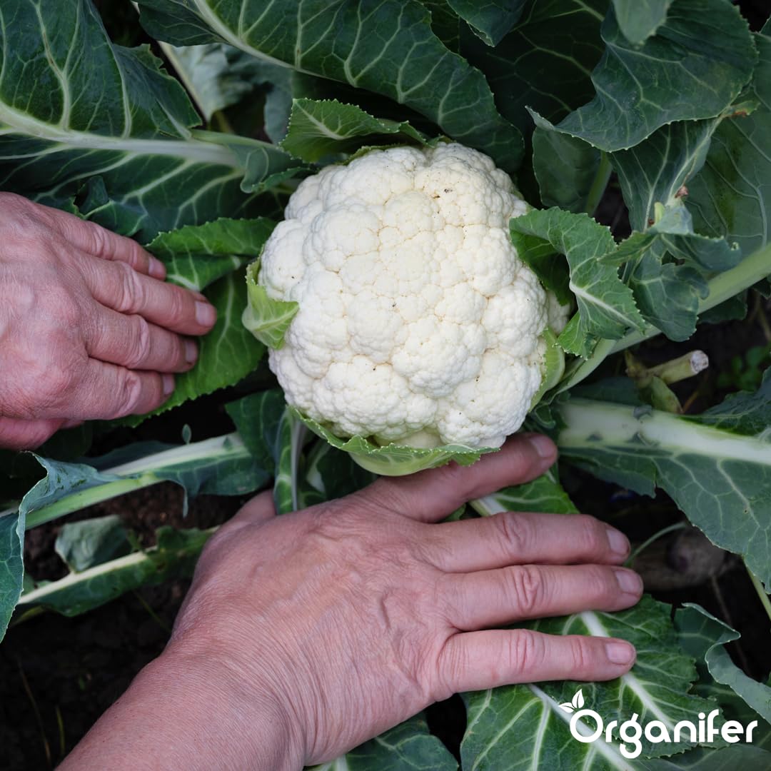 Blumenkohl Flüssigdünger - 10L - NPK 2-1-8 | Flüssig-Pflanzendünger Für Kräftige Köpfe & Gesunde Blätter - Fördert Wurzeln & Vitalität - Organifer