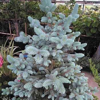 希少　プンゲンストウヒ　ホプシー 614o6JOa9UL._UF350,350_QL50_.jpg